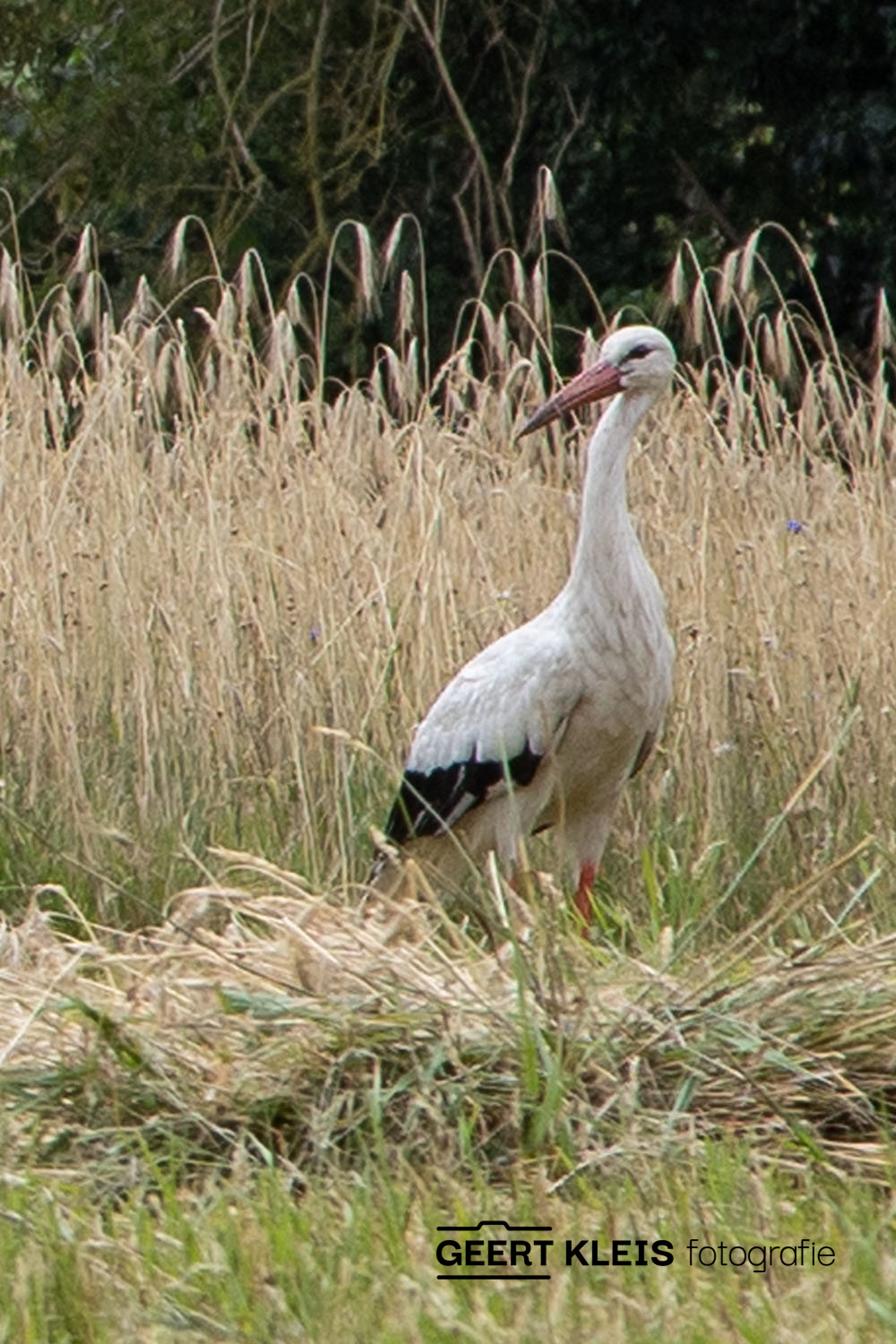 IMG 3724.1